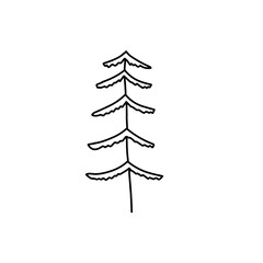 abstract conifer pine fir 