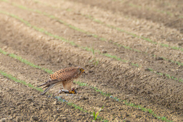 pustułka na polu jedząca mysz