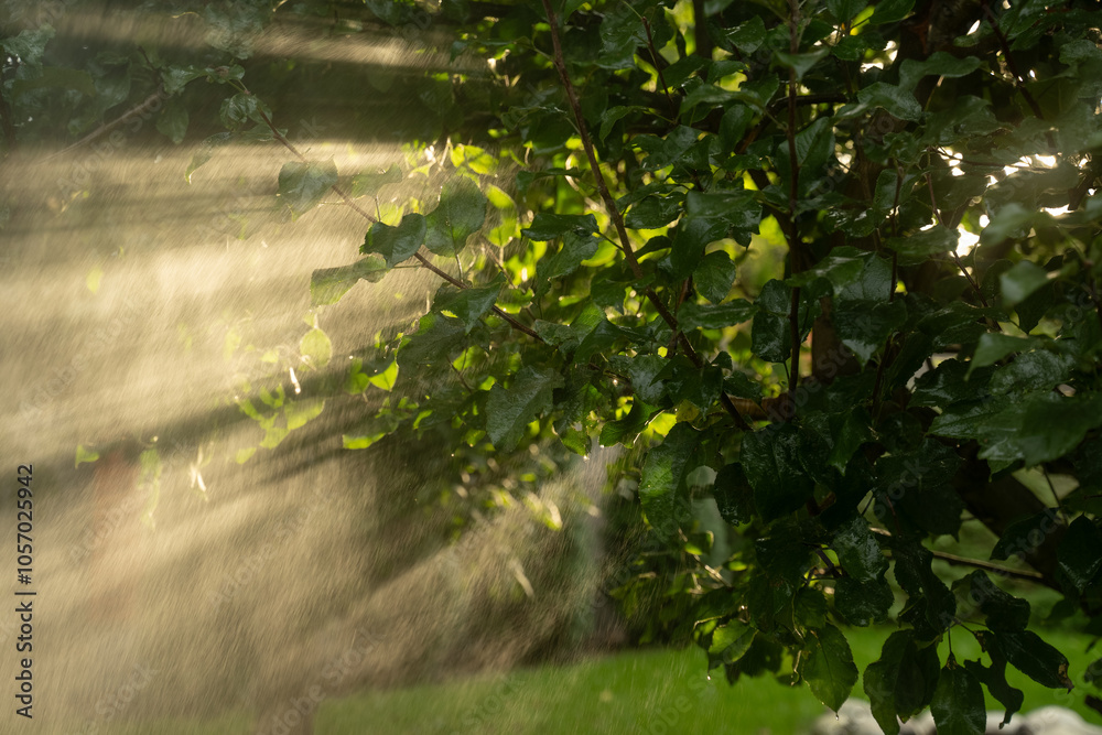 Wall mural sunbeams shine through the branches of a tree adorned with green leaves during a refreshing rain sho