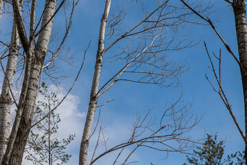 dettagli in primo piano del fusto bianco e dei rami spogli di alcuni alberi di betulla, di giorno, con cielo azzurro sullo sfondo