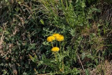 vista in primo piano di un piccolo gruppo di fiori dai petali gialli in primavera