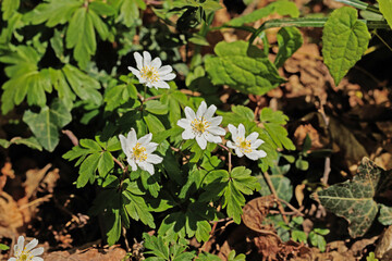 vista macro di un gruppo di piccoli fiori dai petali bianchi di giorno, cresciuti su un terreno naturale, in primavera