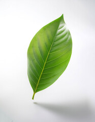 Obraz premium Green leaf floating or flying isolated white background