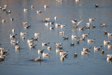 group of seagulls on a lake on a sunny day