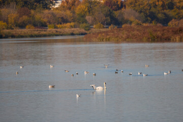 the swan on a river in a beautiful autumn day