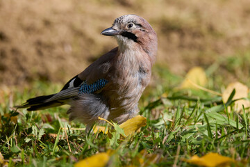 portrait with (Garrulus glandarius) sitting on the ground, on a sunny autumn day