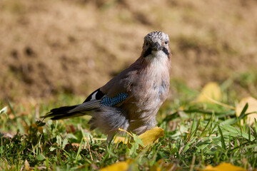 portrait with (Garrulus glandarius) sitting on the ground, on a sunny autumn day