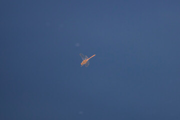 a dragonfly in flight over a water