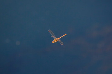 a dragonfly in flight over a water