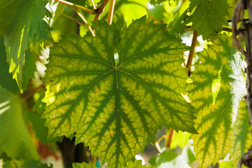 vista macro di una foglia di pianta di vite con le sfumature di colore che cambiano dal verde al giallo tra fine estate ed inizio autunno