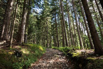panoramica su un sentiero che sale attraverso un bosco di abeti in un ambiente naturale di...
