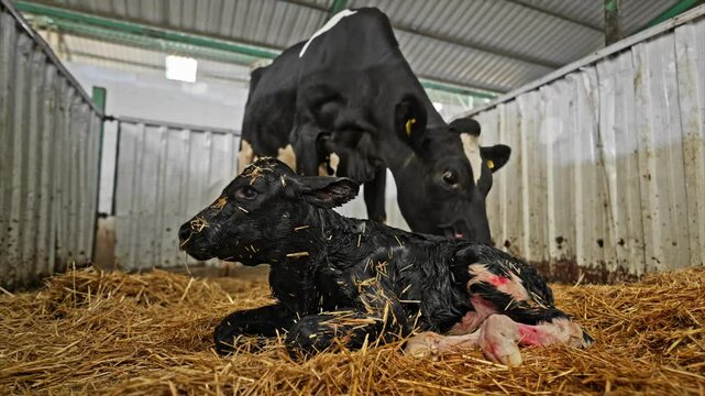 A newborn calf lying in fresh straw immediately after birth, with the mother cow gently cleaning her calf in a farm's maternity pen.