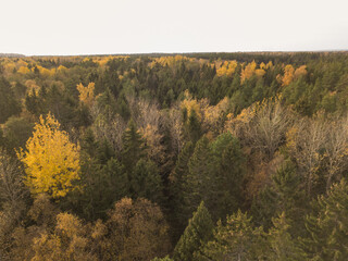 Autumn forest by drone
