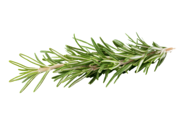 Fresh rosemary sprig isolated on white background, ideal for culinary and herbal themes.