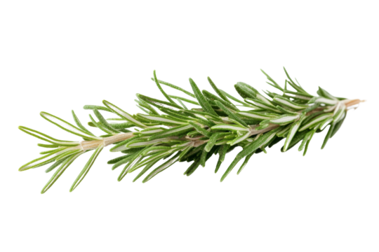 Fresh rosemary sprig isolated on white background, ideal for culinary and herbal themes.
