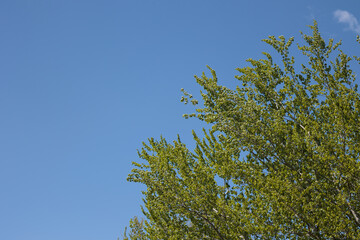 dettagli della chioma verde di un albero pieno di foglie, di giorno, cielo azzurro e sereno sullo sfondo © PhotoMet