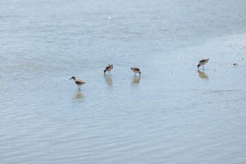 uccelli acquatici che vanno a caccia di pesci piccoli e di insetti nell'acqua bassa e calma di un'area naturale di palude fluviale, di giorno, in primavera
