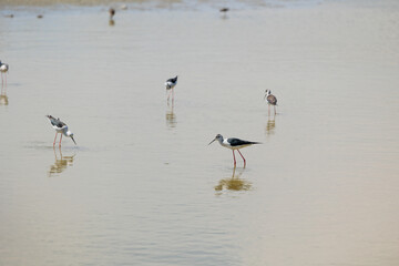 uccelli acquatici che vanno a caccia di pesci piccoli e di insetti nell'acqua bassa e calma di un'area naturale di palude fluviale, di giorno, in primavera