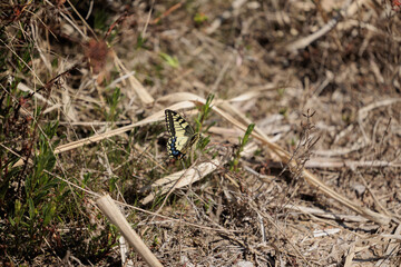 vista macro di una grande farfalla dalle ali gialle con disegni neri in un ambiente naturale, di giorno, in primavera
