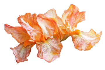 a Iris 