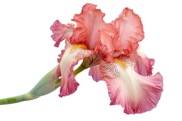 pink a Iris isolated on white