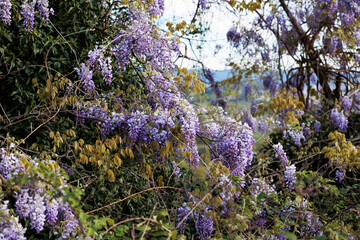 pianta rampicante con tanti grandi fiori dai petali viola