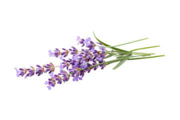 Lavender bouquet, vibrant purple flowers with green leaves, arranged elegantly on a white isolated background.