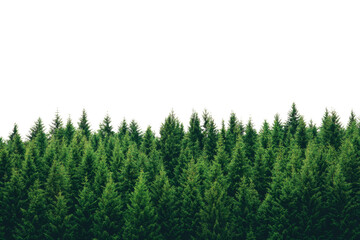 Lush green coniferous forest with a dense array of trees against a white isolate background.