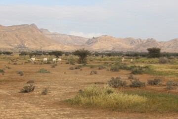 Savannah, North Afrika, Bouhedma National park, southern Tunisia