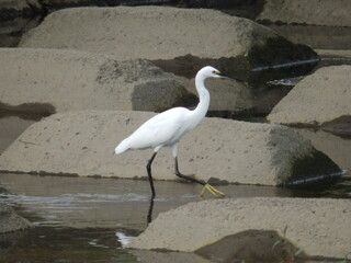 しらさぎ（Egret）がたたずむ風景