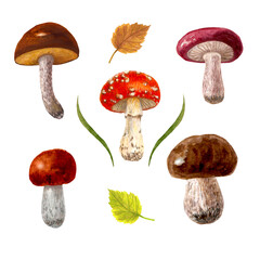 Watercolor mushrooms set. Botanical illustration with Fly agaric, amanita red mushroom