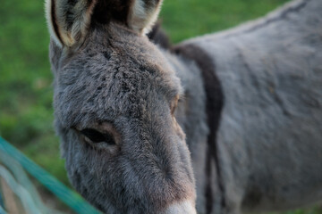 volto e parte del corpo di un giovane asino dal pelo grigio, visto da vicino, all'aperto, fermo in un prato di giorno