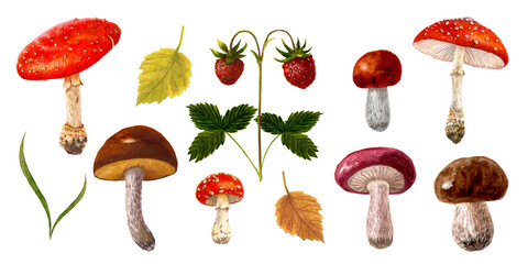 Watercolor mushrooms set. Botanical illustration with Fly agaric, amanita red mushroom