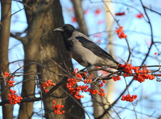 A crow sits on a rowan branch with ripe red berries