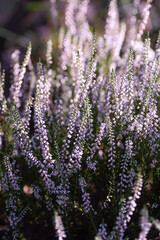 Beautiful decorative purple flowers of Calluna Common Heather in garden. Vertical crop.