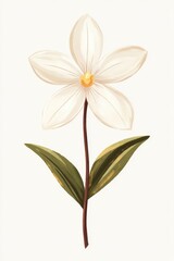 A delicate white flower with soft petals and green leaves, elegantly presented on a slender stem, embodying natural beauty.