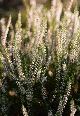 Selective focus bush of wild white flowers Calluna vulgaris. Vertical crop.