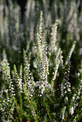 White Common heather. Calluna vulgaris blossoming outdoors. Vertical crop.