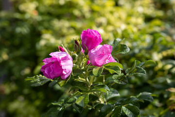 vista macro di una specie di alcune rose di color magenta, di mattina, in estate, con sfondo sfuocato e verde