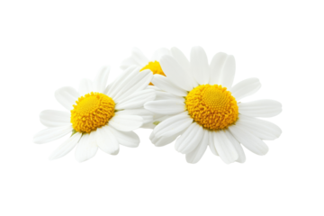 Chamomile Serenity: Three delicate chamomile flowers, showcasing their vibrant yellow centers and pristine white petals, create a serene and calming image. perfect for relaxation, wellness.