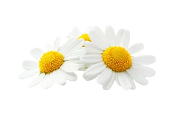 Selbstklebende Fototapeten Chamomile Serenity: Three delicate chamomile flowers, showcasing their vibrant yellow centers and pristine white petals, create a serene and calming image. perfect for relaxation, wellness. © venusvi