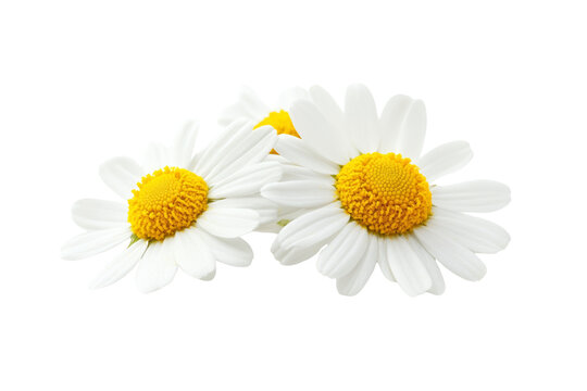 Chamomile Serenity: Three delicate chamomile flowers, showcasing their vibrant yellow centers and pristine white petals, create a serene and calming image. perfect for relaxation, wellness.