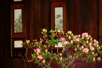 Indoor Azalea in a Suzhou Garden