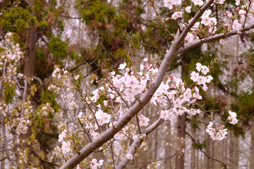Blossoms of Sakura