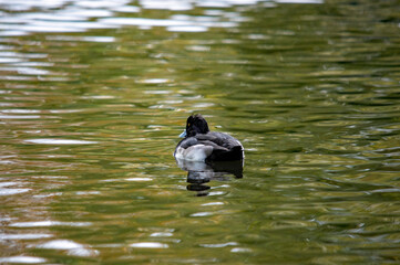 Ruhige Reiherente im Wasser