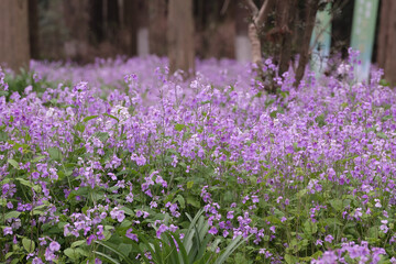 Obraz premium Shadows and Blooms: February Orchid