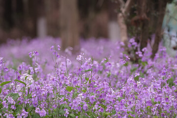 Shadows and Blooms: February Orchid