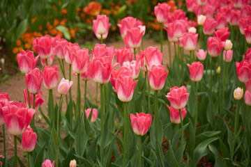 Vibrant Pink Tulip Field in Full Bloom