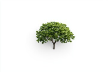 Obraz premium Green tree on a white isolated background perfect for nature themed designs.