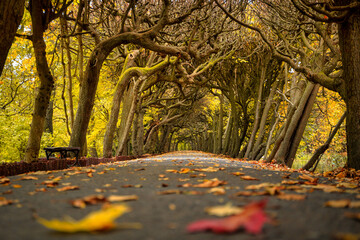 Autumn alley with yellow leaves in the public park in Gdansk Oliwa, Poland.